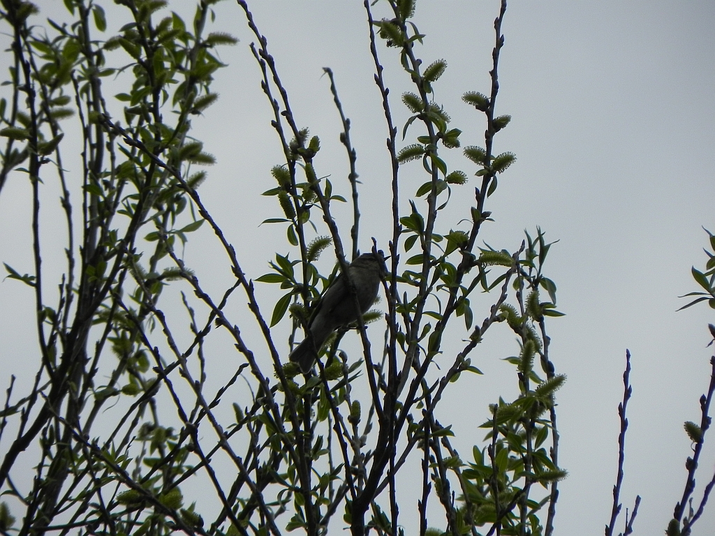 Gajówka, pokrzewka ogrodowa (Sylvia borin)