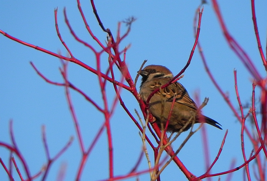 Wróbel zwyczajny, wróbel domowy, wróbel, jagodnik (Passer domesticus)