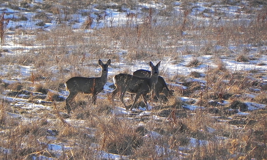 Sarna europejska (Capreolus capreolus)