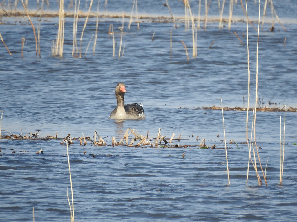 Gęgawa, gęś gęgawa (Anser anser)