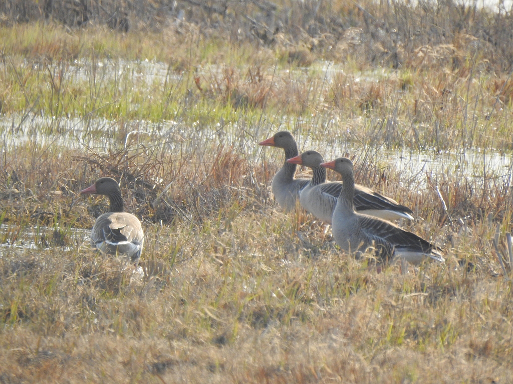 Gęgawa, gęś gęgawa (Anser anser)