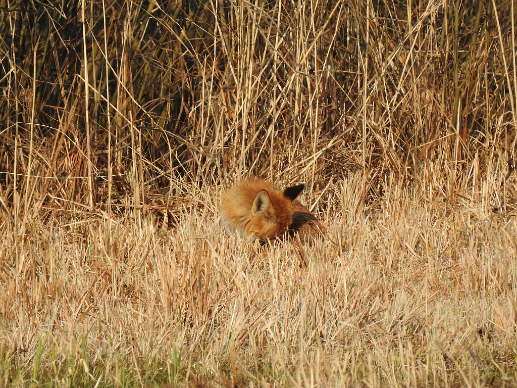 Lis rudy, lis pospolity (Vulpes vulpes)