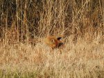 Lis rudy, lis pospolity (Vulpes vulpes)