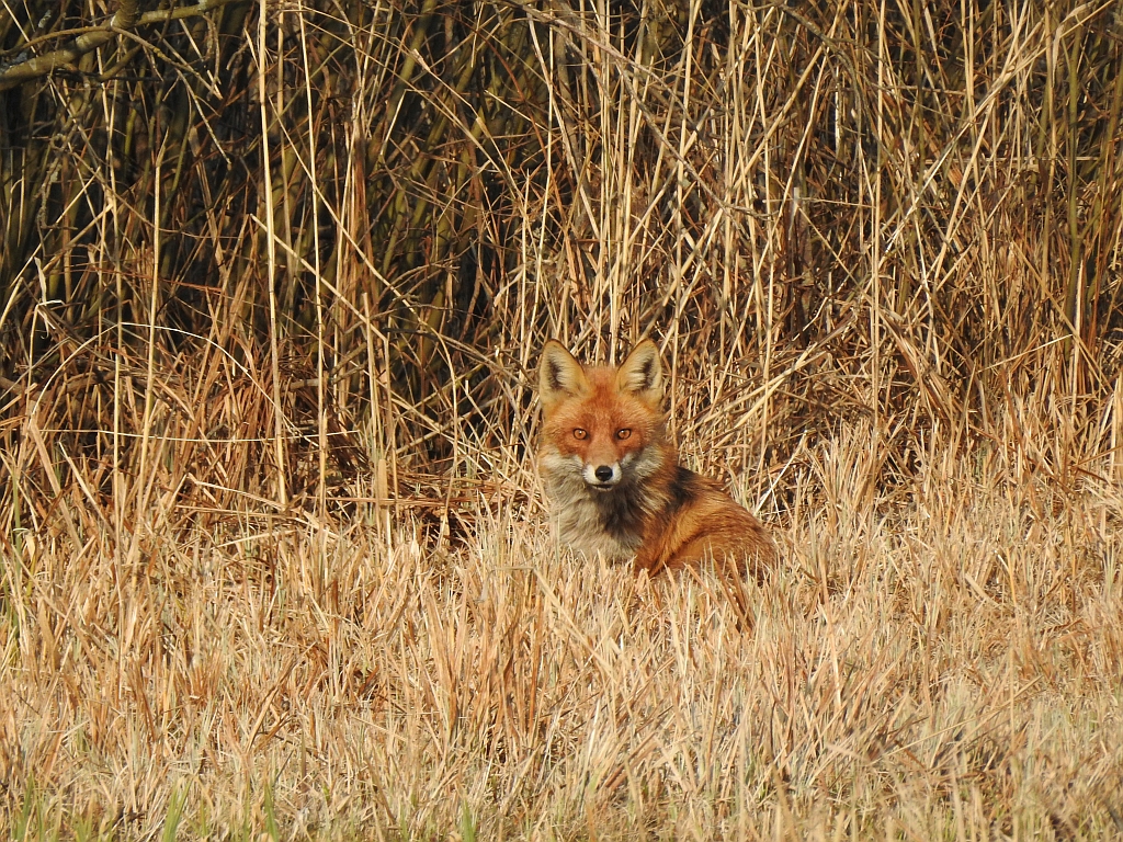 Lis rudy, lis pospolity (Vulpes vulpes)