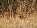 Lis rudy, lis pospolity (Vulpes vulpes)