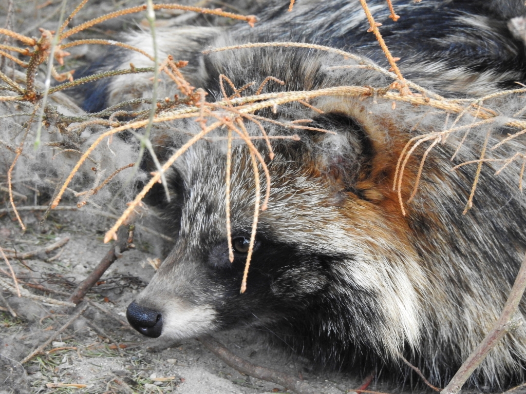 Jenot azjatycki, jenot, szop usuryjski, junat, tanuki, lis japoński, kunopies (Nyctereutes procyonoides)