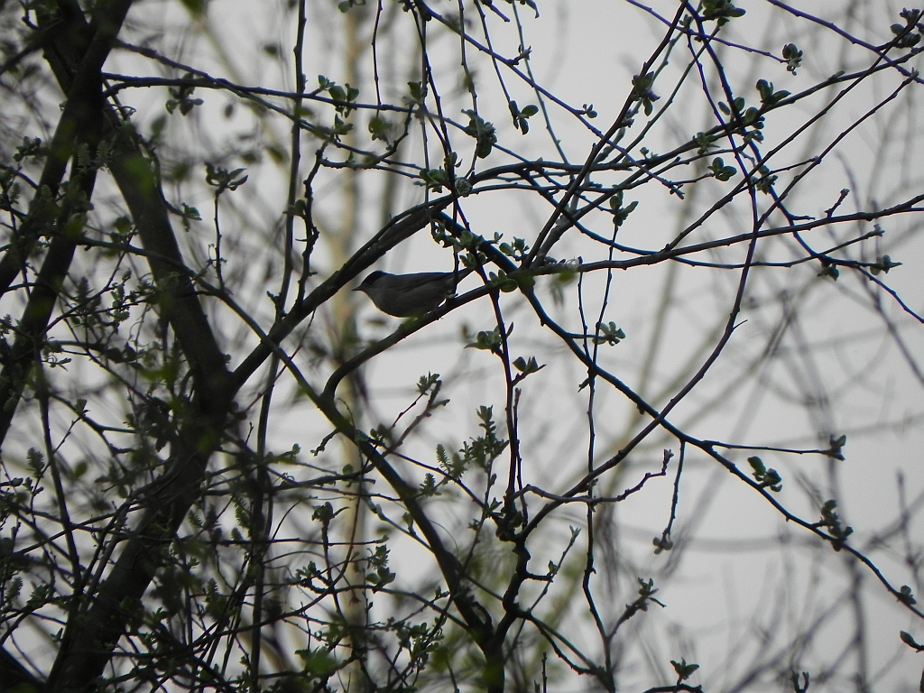 Kapturka (Sylvia atricapilla)