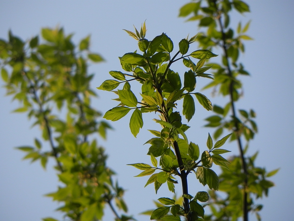 Klon jesionolistny (Acer negundo L.)