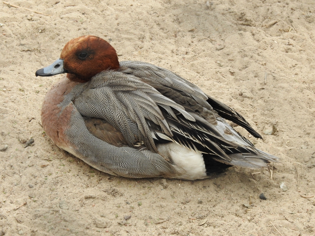 Świstun zwyczajny, świstun (Mareca penelope)
