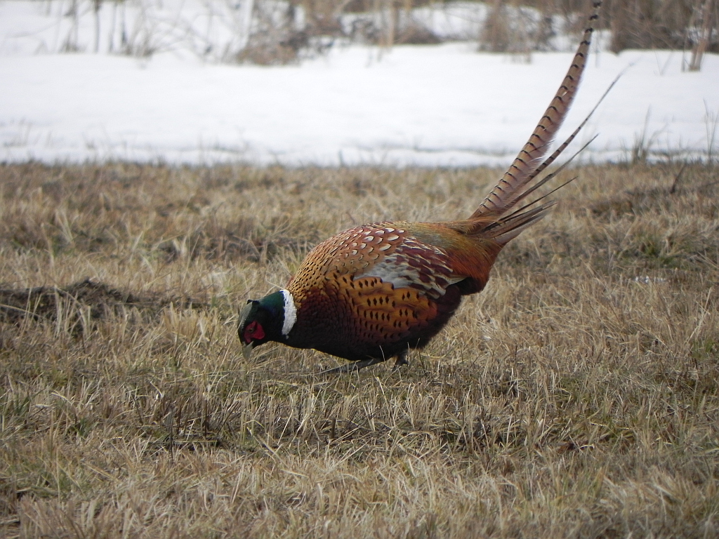 Bażant (Phasianus colchicus)