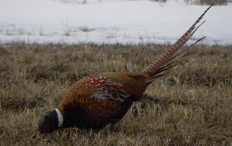 Bażant (Phasianus colchicus)