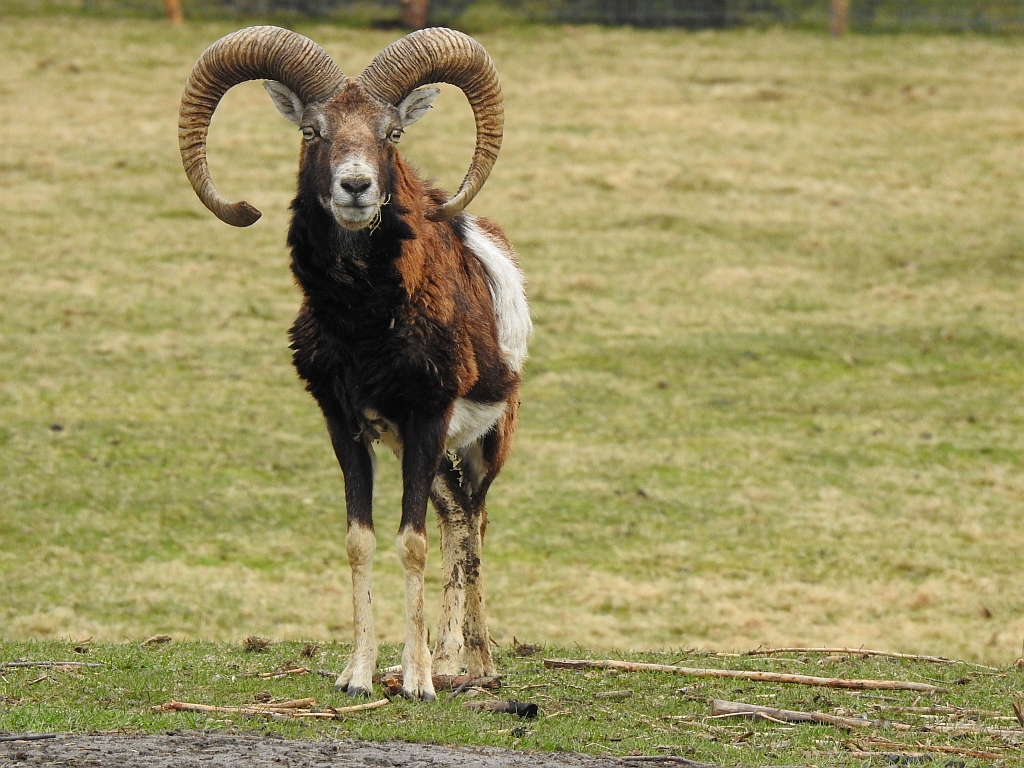 Muflon śródziemnomorski (Ovis aries musimon)