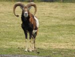Muflon śródziemnomorski (Ovis aries musimon)