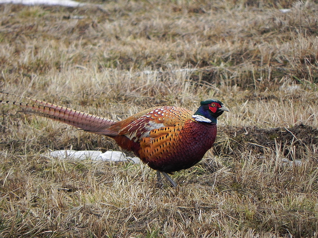 Bażant (Phasianus colchicus)