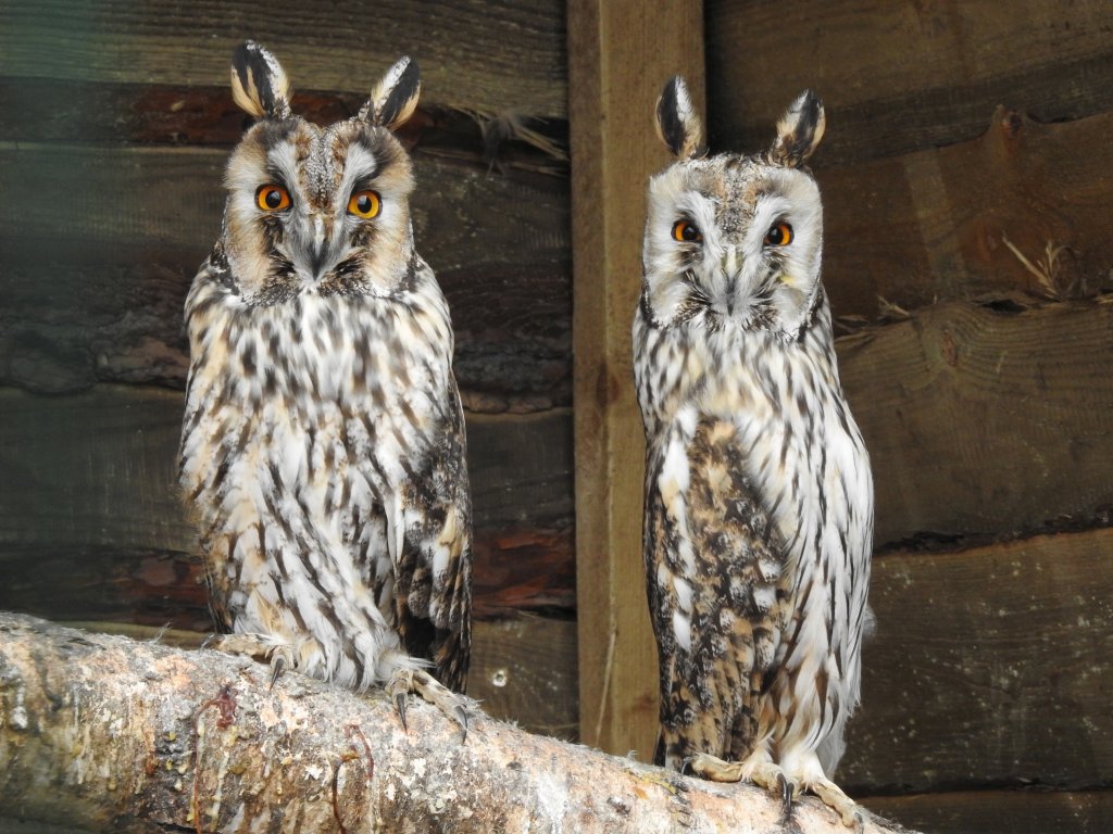 Uszatka zwyczajna, sowa uszata, uszatka (Asio otus)