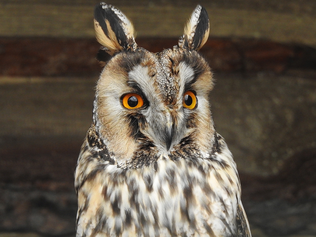 Uszatka zwyczajna, sowa uszata, uszatka (Asio otus)