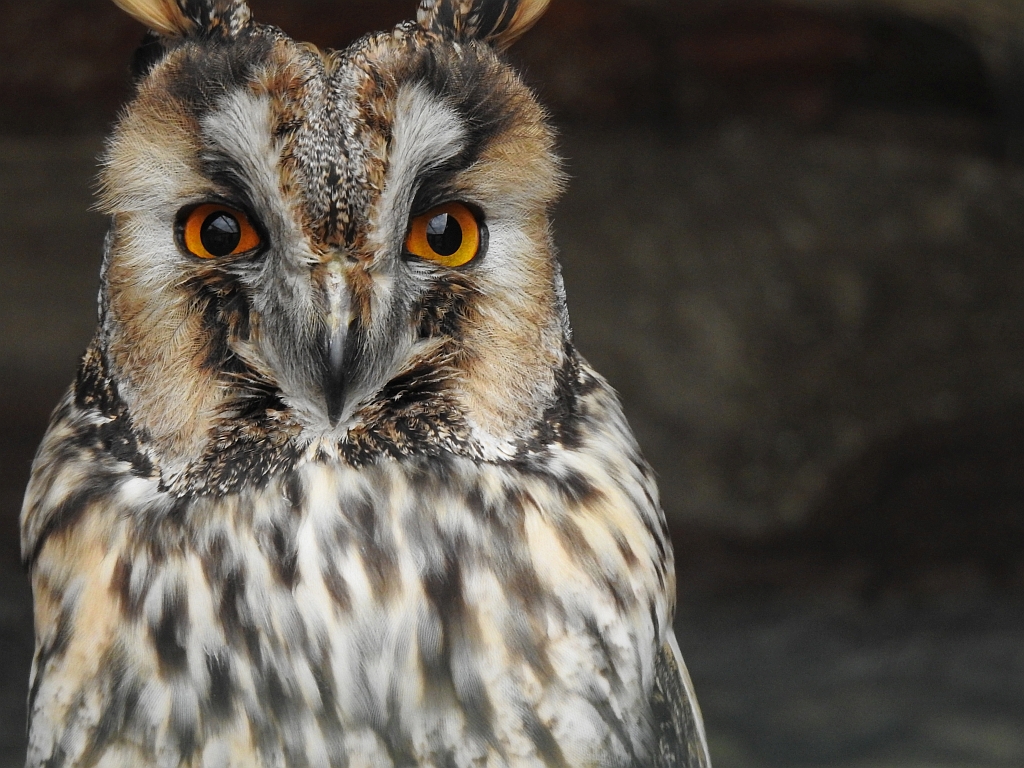 Uszatka zwyczajna, sowa uszata, uszatka (Asio otus)