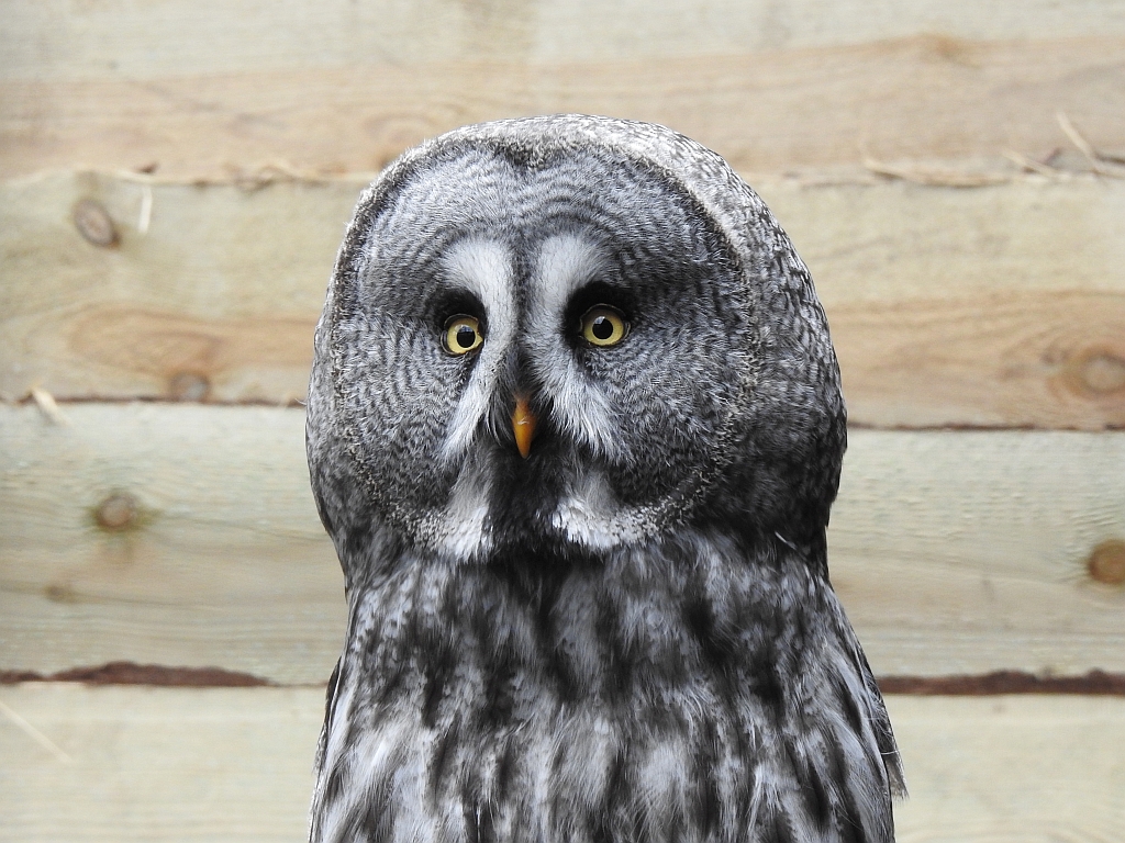 Puszczyk mszarny, sowa mszarna (Strix nebulosa)