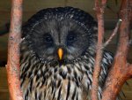 Puszczyk uralski, sowa uralska (Strix uralensis)
