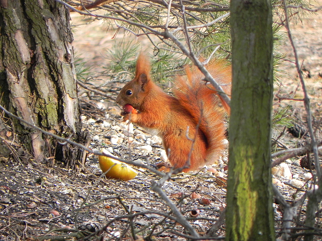 Wiewiórka pospolita, wiewiórka ruda (Sciurus vulgaris)