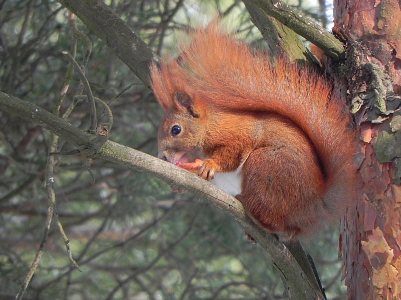 Wiewiórka pospolita, wiewiórka ruda (Sciurus vulgaris)