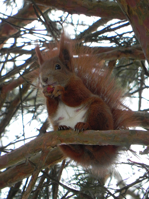 Wiewiórka pospolita, wiewiórka ruda (Sciurus vulgaris)