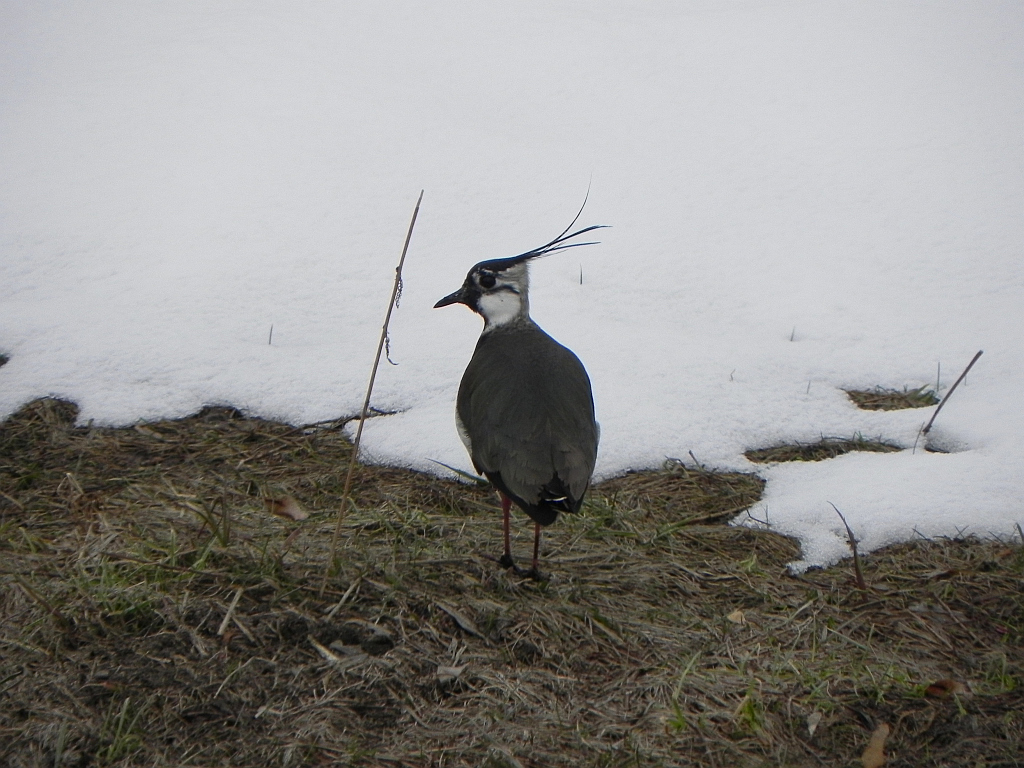 Czajka zwyczajna, czajka, czajka pospolita (Vanellus vanellus)