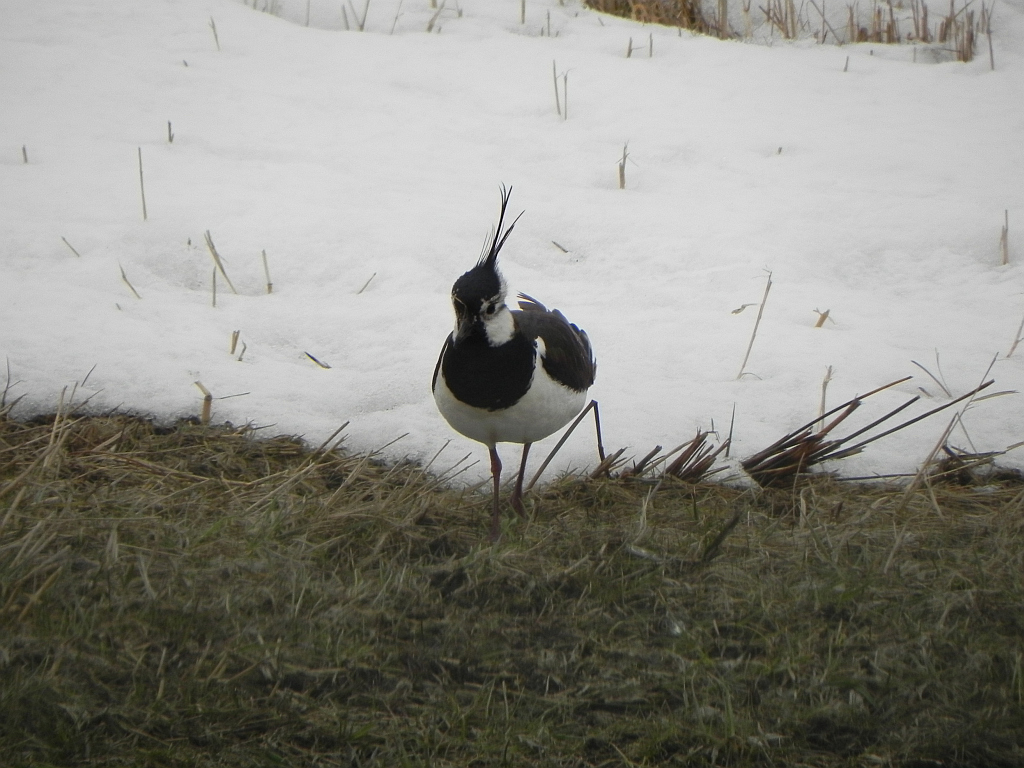 Czajka zwyczajna, czajka, czajka pospolita (Vanellus vanellus)
