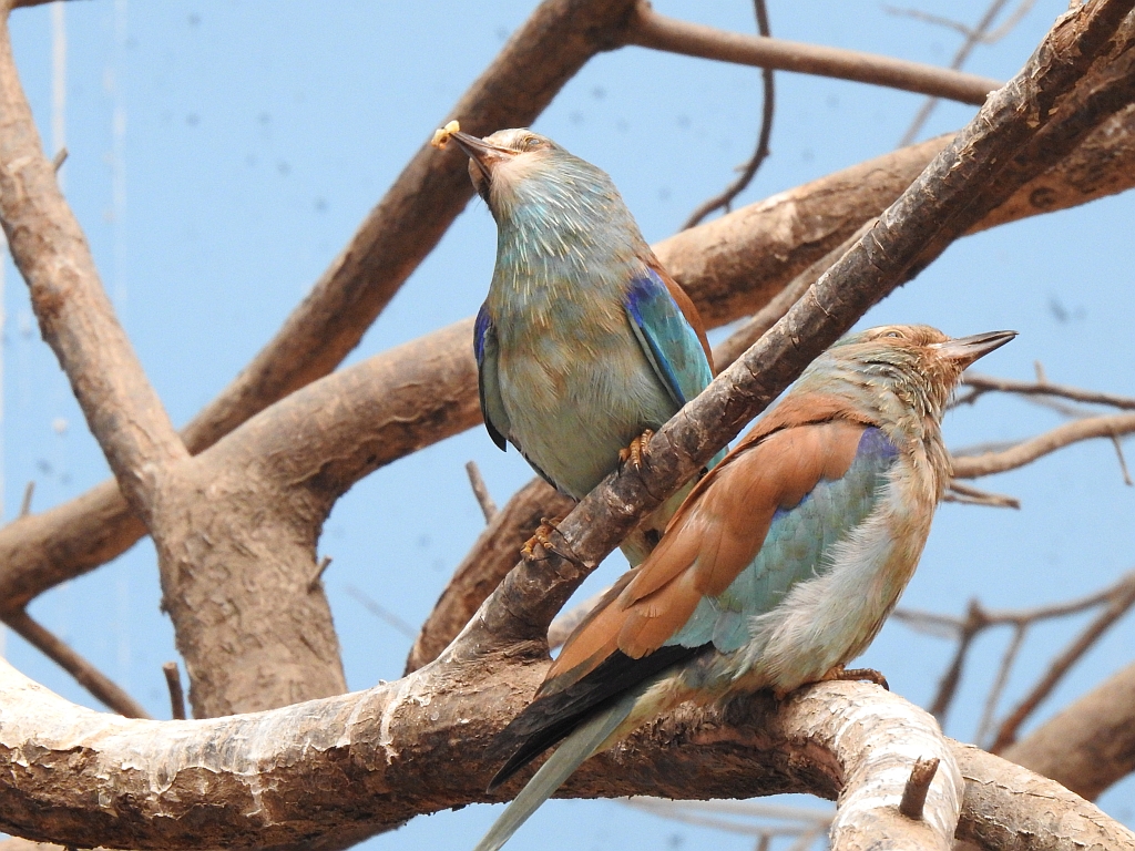 Kraska zwyczajna, kraska pospolita, kraska (Coracias garrulus)