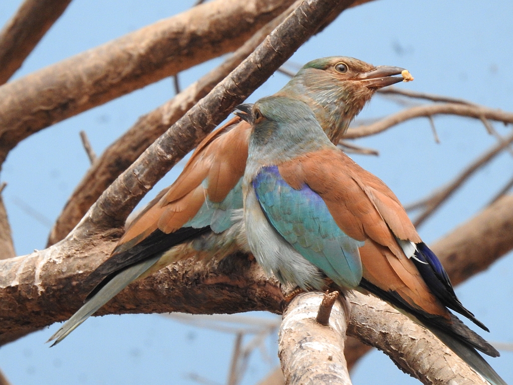 Kraska zwyczajna, kraska pospolita, kraska (Coracias garrulus)