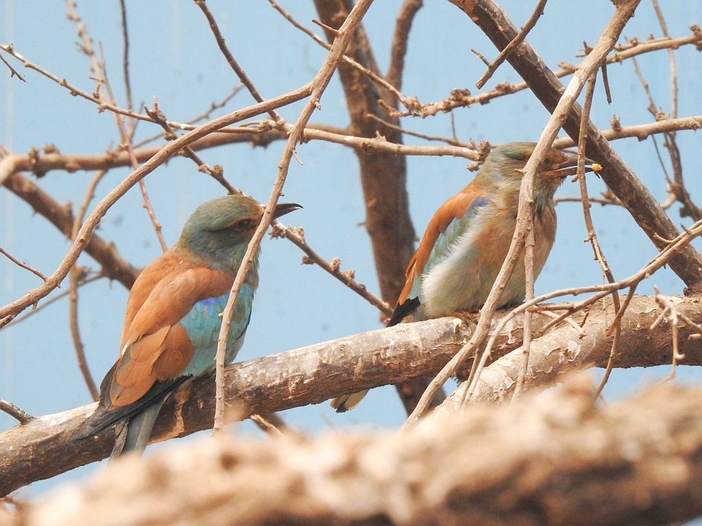 Kraska zwyczajna, kraska pospolita, kraska (Coracias garrulus)
