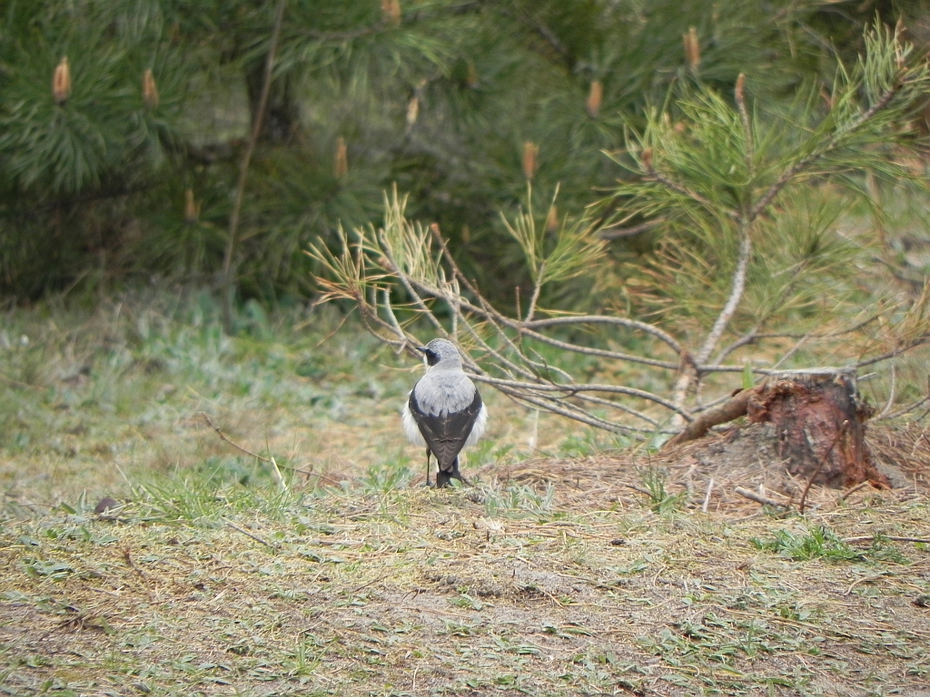 Białorzytka zwyczajna, białorzytka (Oenanthe oenanthe)