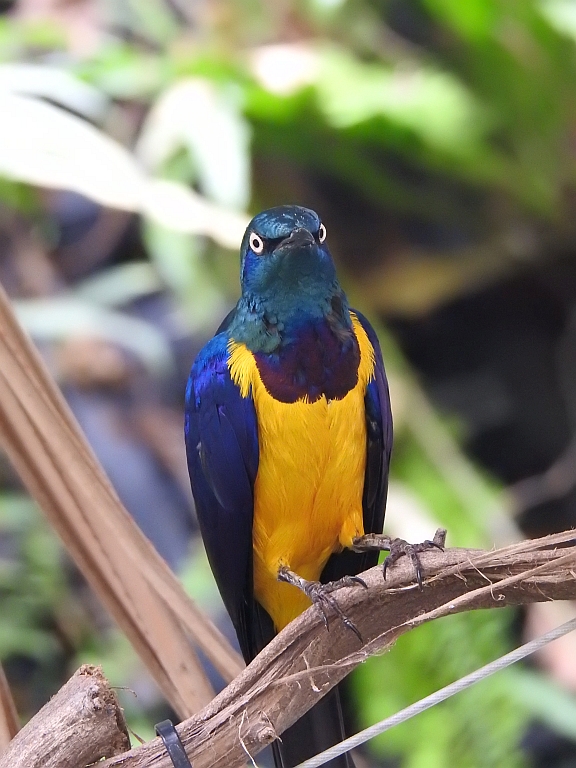 Błyszczak królewski (Cosmopsarus regius)