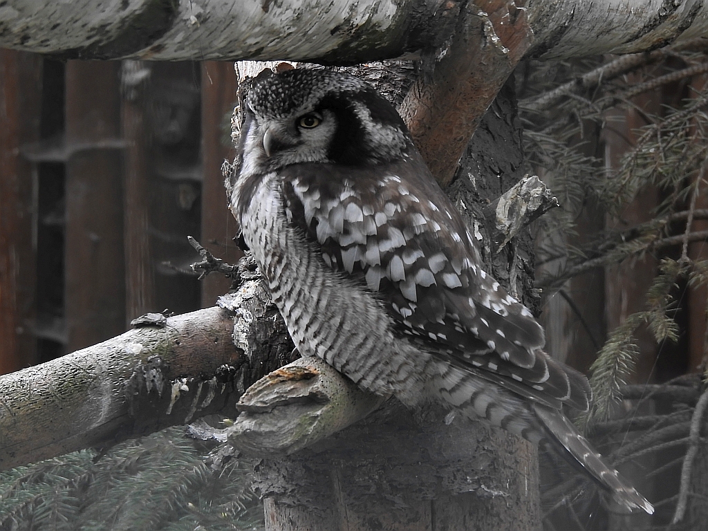 Sowa jarzębata (Surnia ulula)