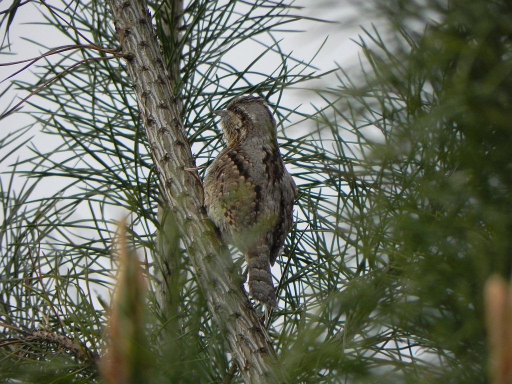 Krętogłów (Jynx torquilla)