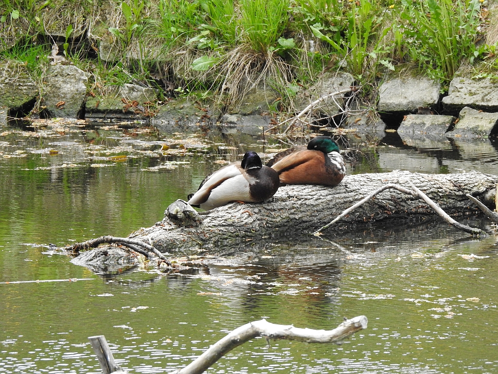 Krzyżówka, kaczka krzyżówka (Anas platyrhynchos)