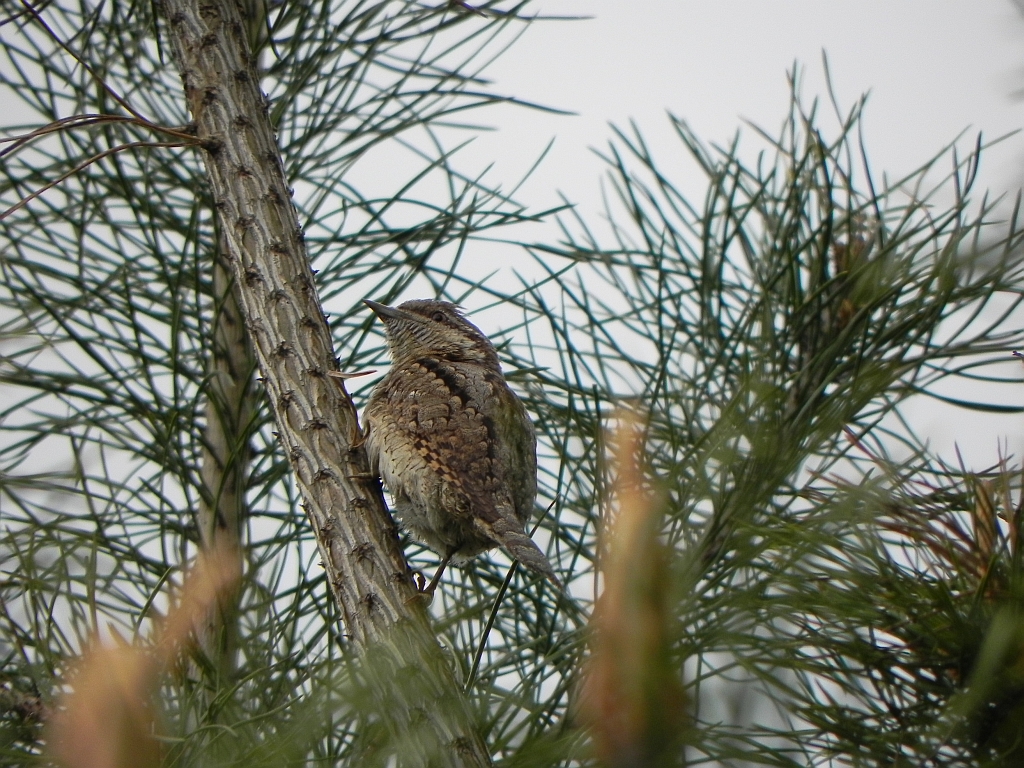 Krętogłów (Jynx torquilla)