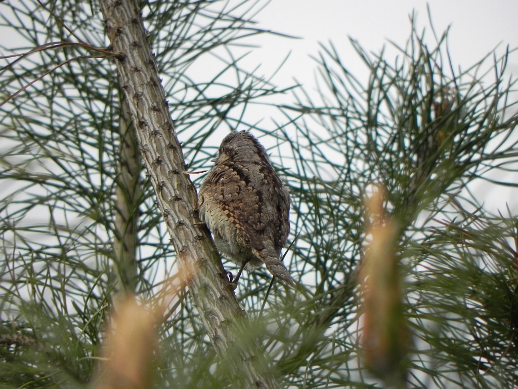 Krętogłów (Jynx torquilla)