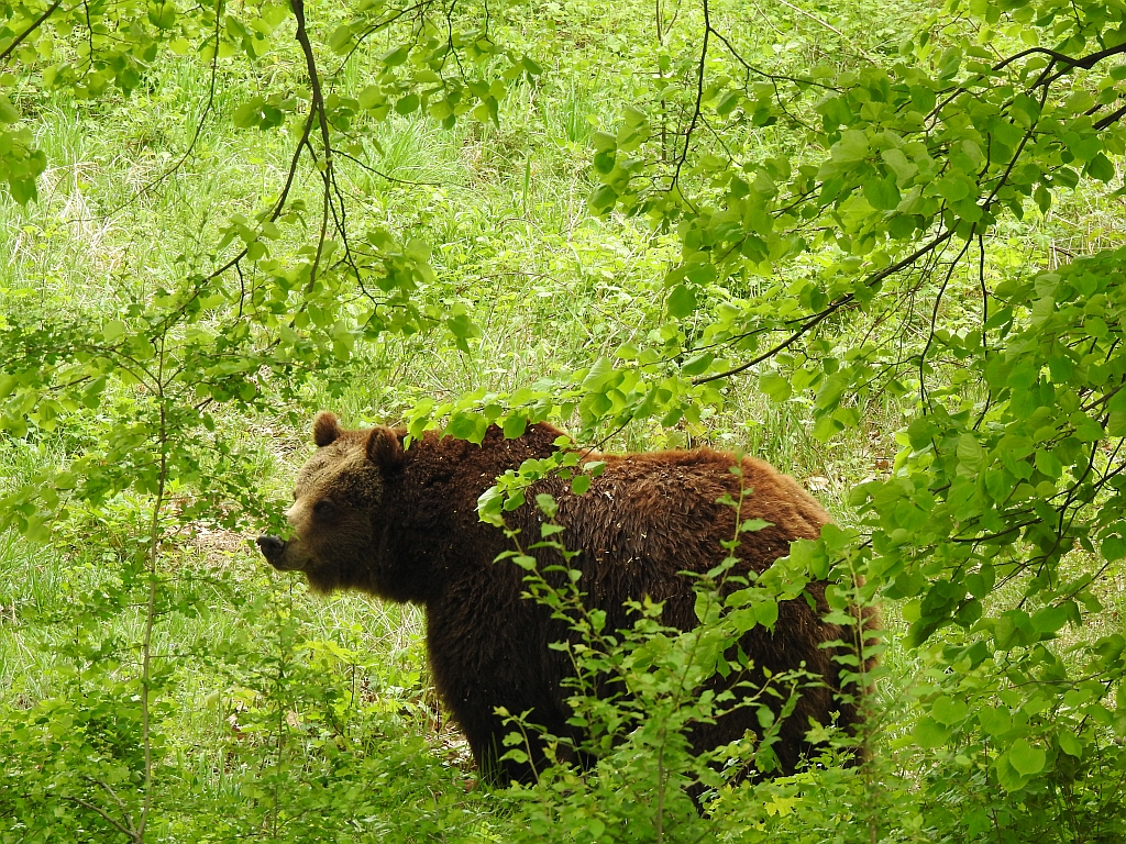Niedźwiedź brunatny (Ursus arctos)