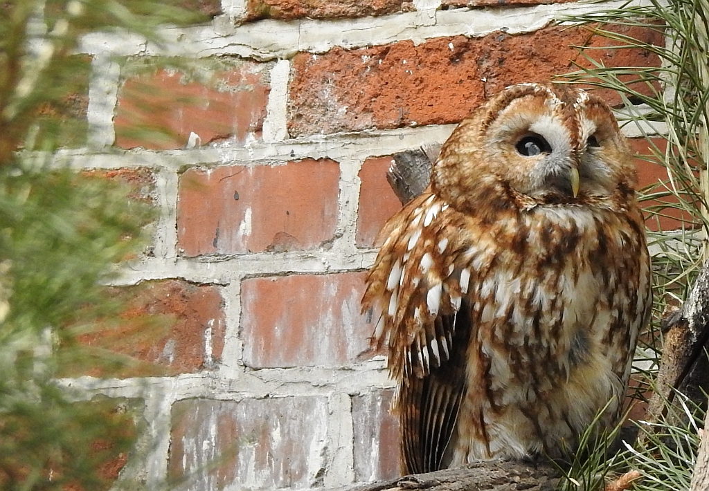 Puszczyk (Strix aluco)