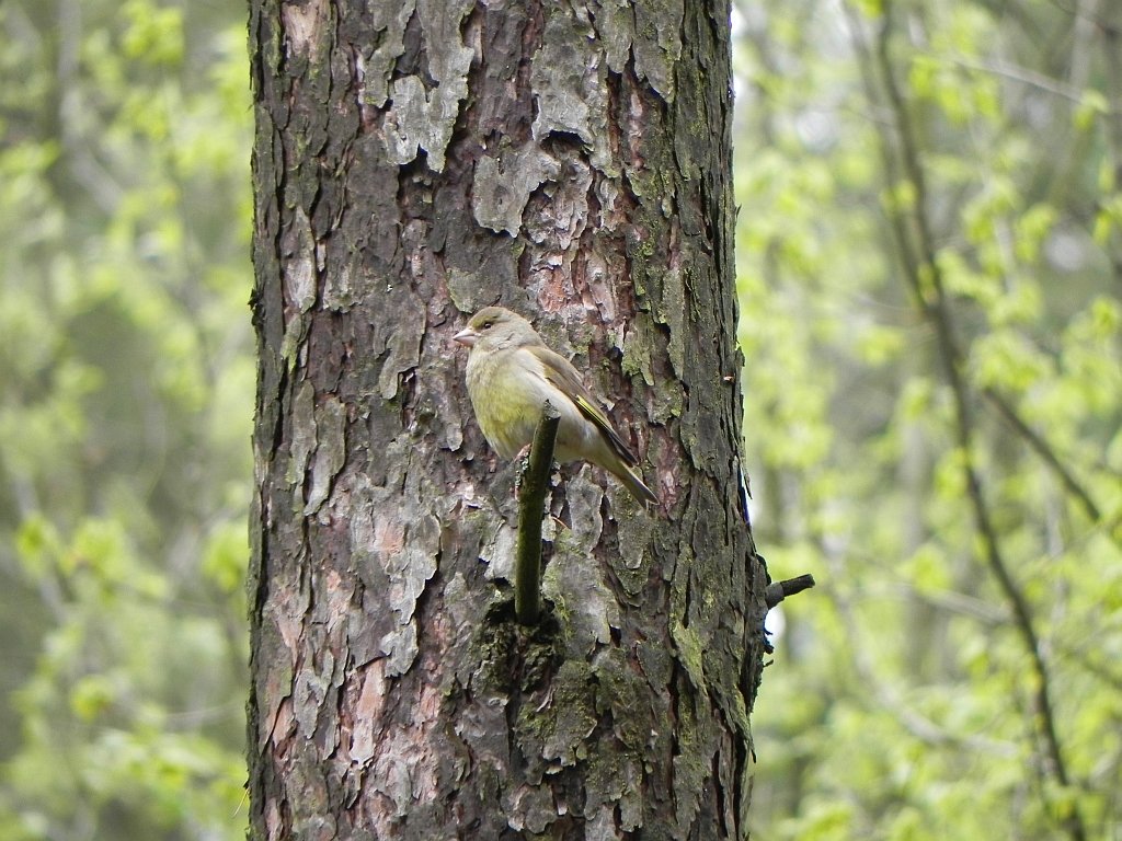 Dzwoniec zwyczajny, dzwoniec (Carduelis chloris)