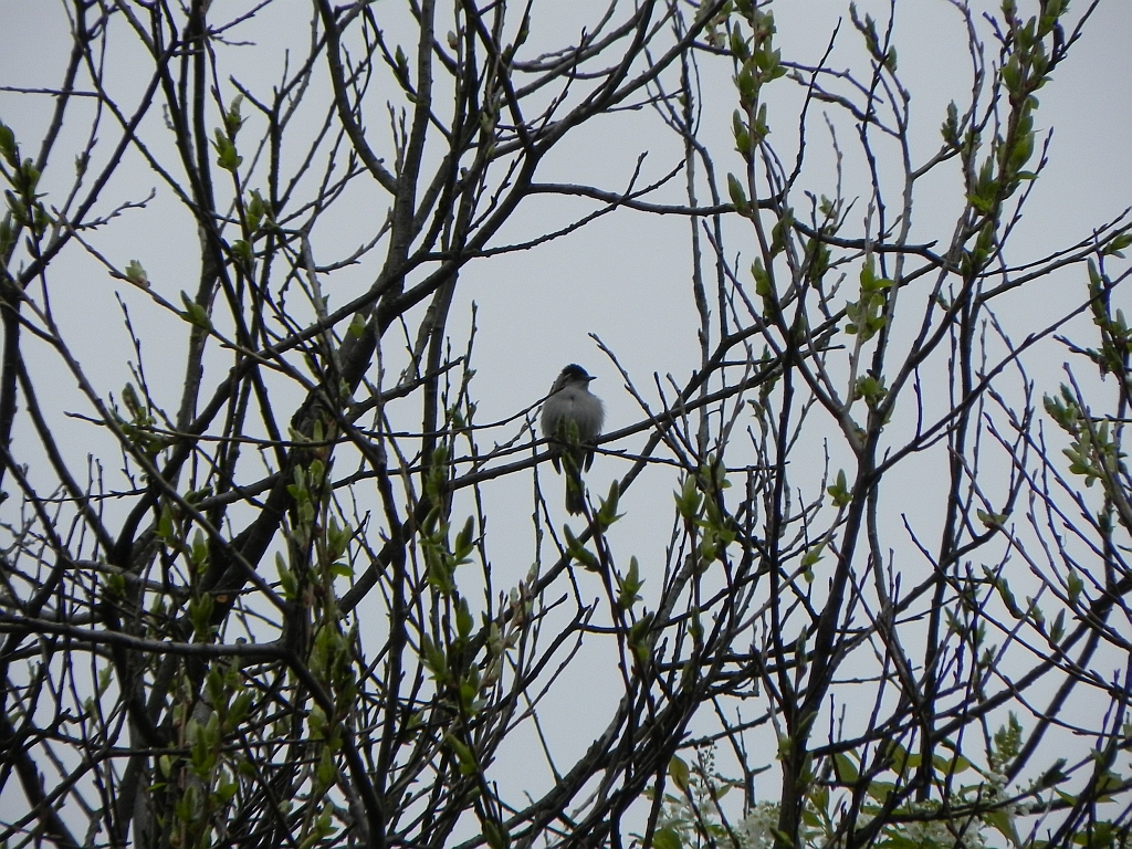Kapturka (Sylvia atricapilla)