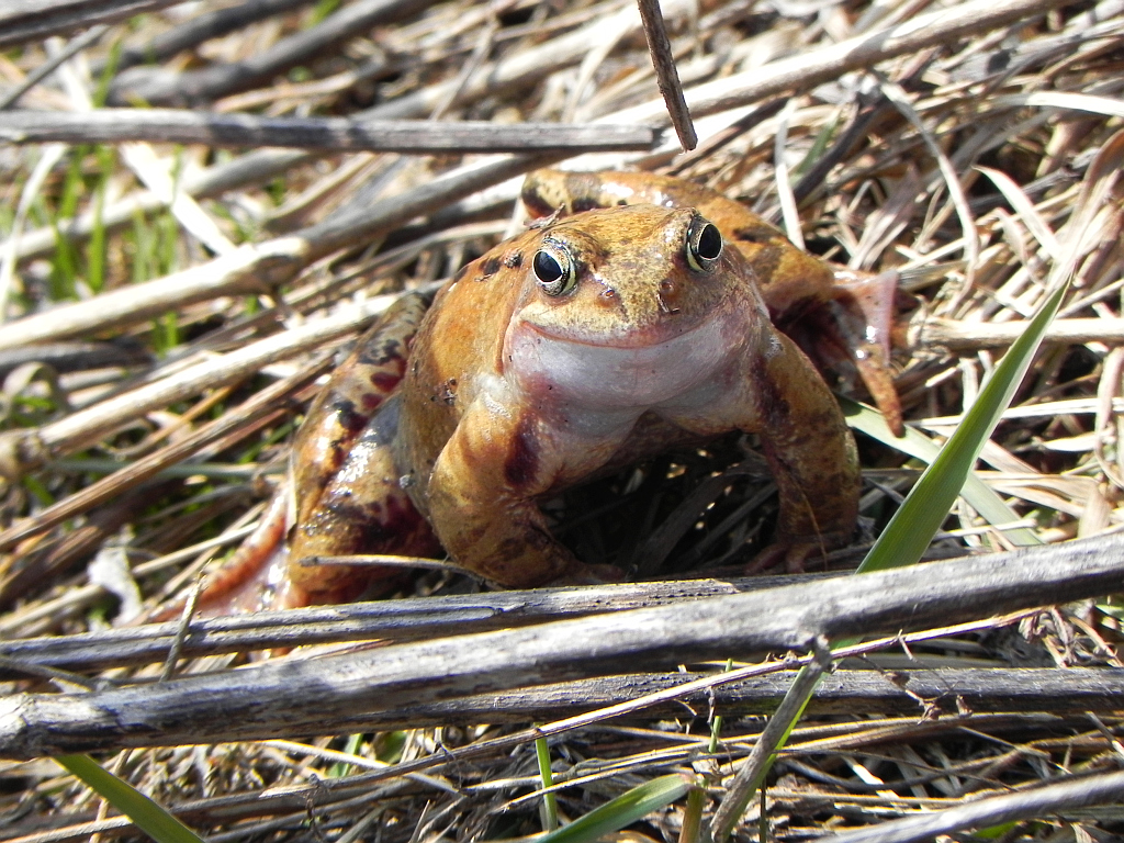 Żaba moczarowa (Rana arvalis)