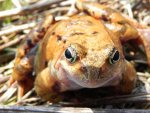 Żaba moczarowa (Rana arvalis)