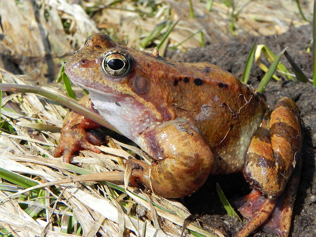 Żaba moczarowa (Rana arvalis)