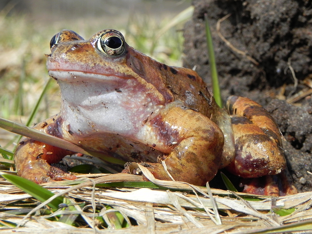 Żaba moczarowa (Rana arvalis)