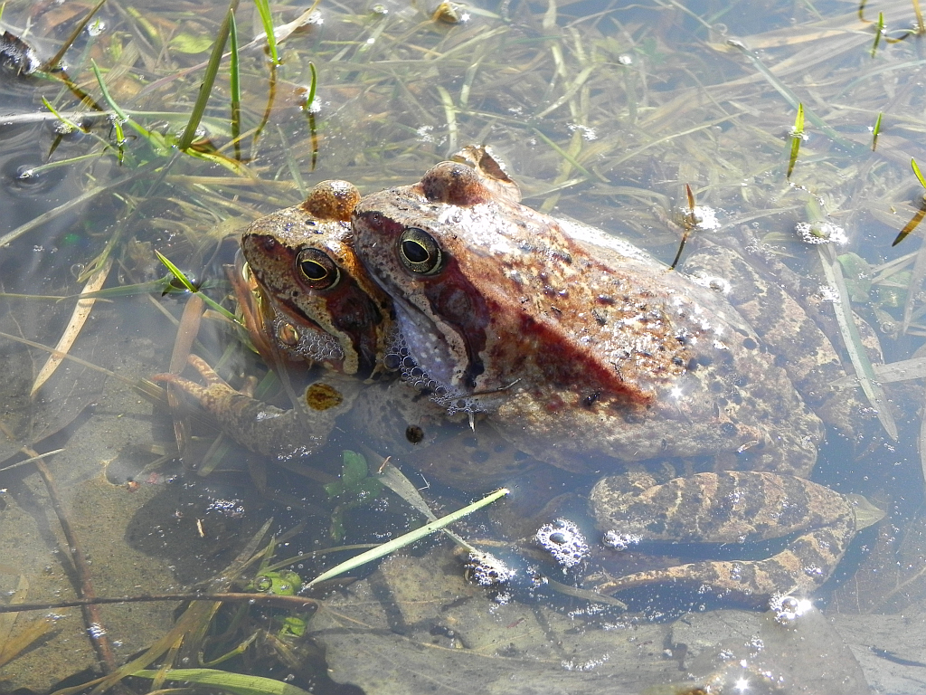 Żaba trawna (Rana temporaria)