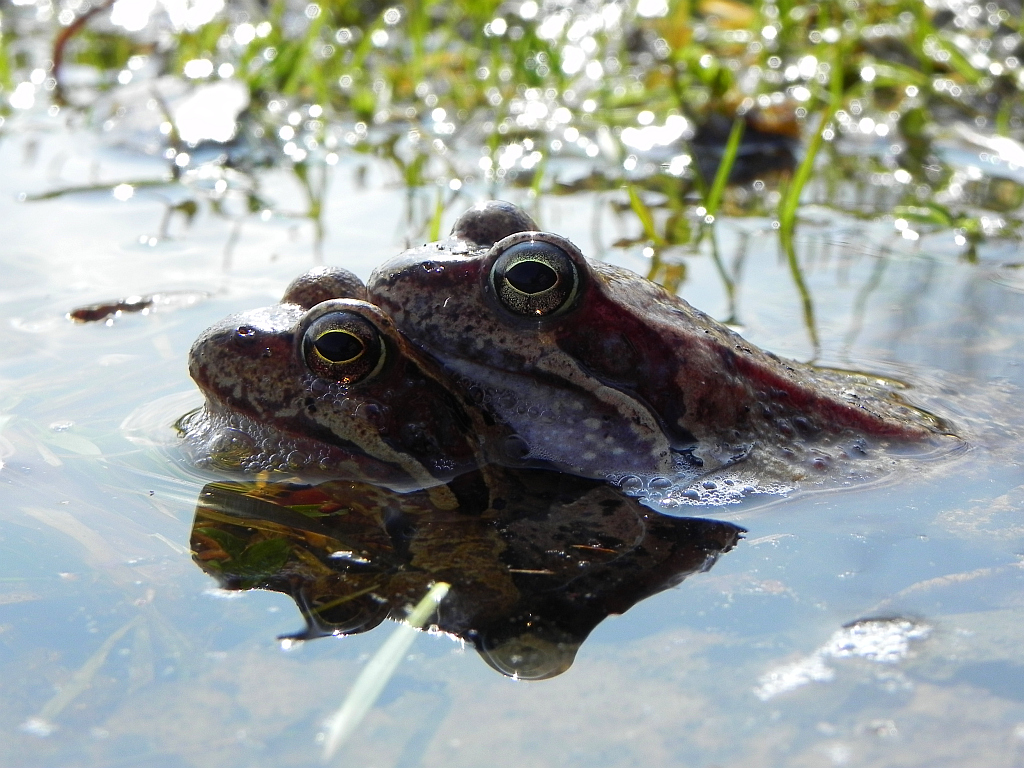 Żaba trawna (Rana temporaria)