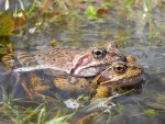 Żaba trawna (Rana temporaria)