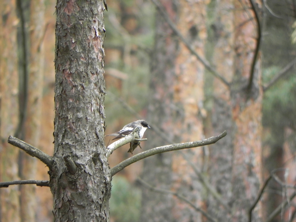 Muchołówka żałobna (Ficedula hypoleuca)